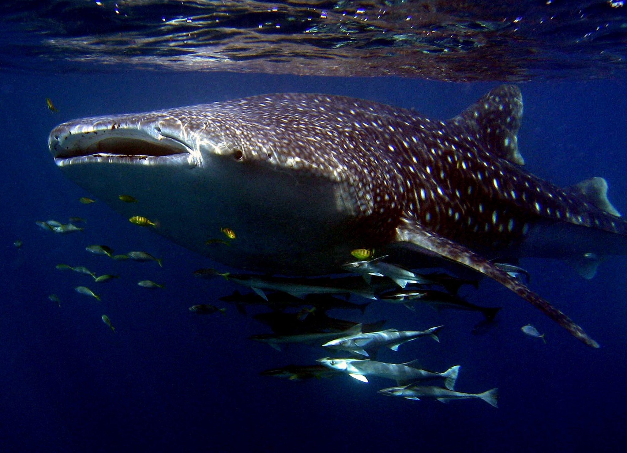 Ningaloo Coast